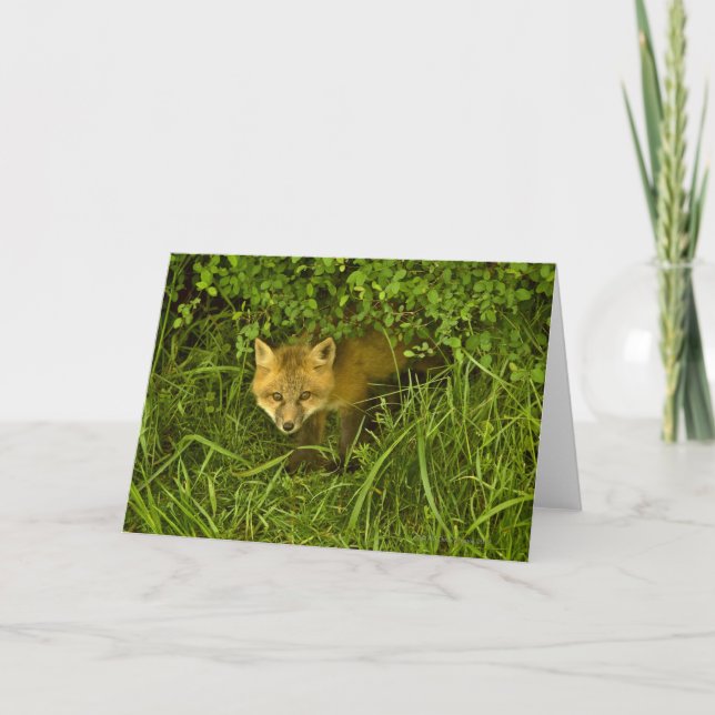 Young Red Fox coming out from hiding in bushes Card (Front)