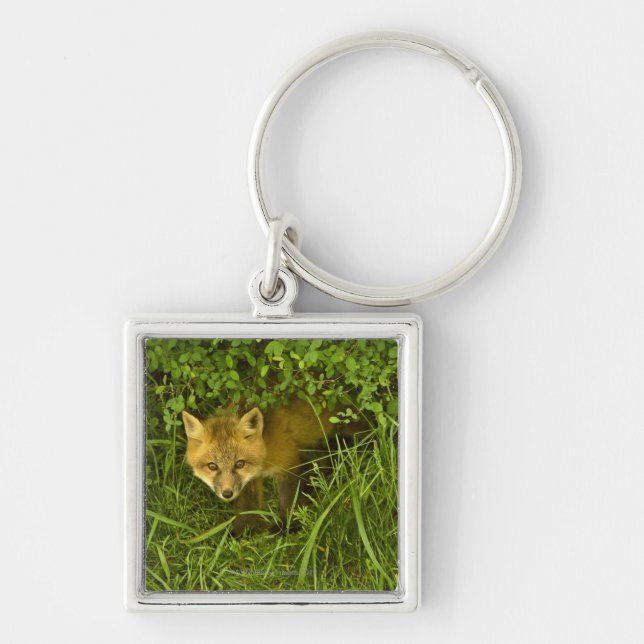 Young Red Fox coming out from hiding in bushes Key Ring (Front)