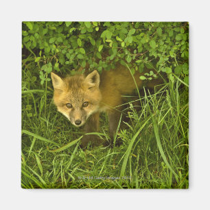 Young Red Fox coming out from hiding in bushes Magnet