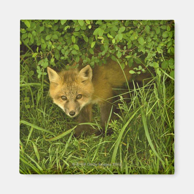 Young Red Fox coming out from hiding in bushes Magnet (Front)