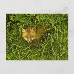 Young Red Fox coming out from hiding in bushes Postcard