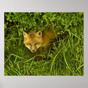 Young Red Fox coming out from hiding in bushes Poster