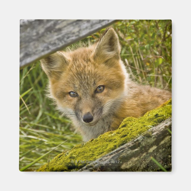 Young Red Fox looking through fence on San Juan Magnet (Front)