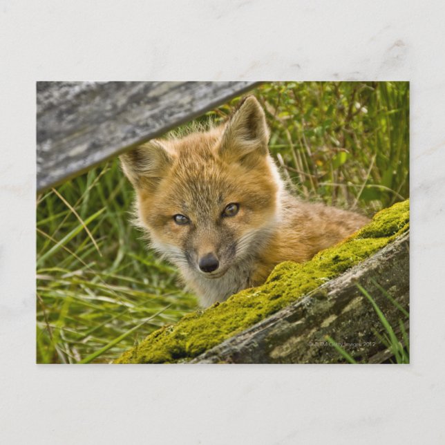 Young Red Fox looking through fence on San Juan Postcard (Front)
