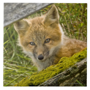 Young Red Fox looking through fence on San Juan Tile
