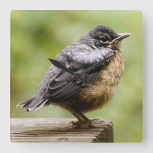 Young Robin Square Wall Clock