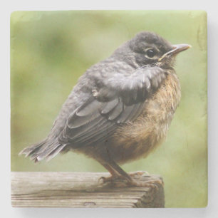 Young Robin Stone Coaster