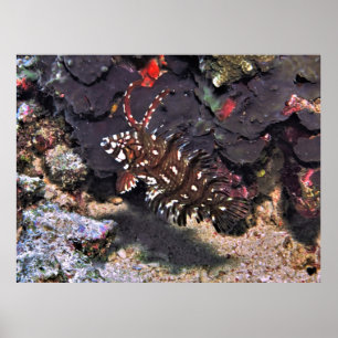 Young Rockmover Wrasse Poster