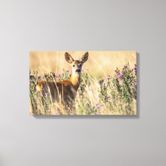 Young Roe Deer in Meadow Canvas Print (Front)