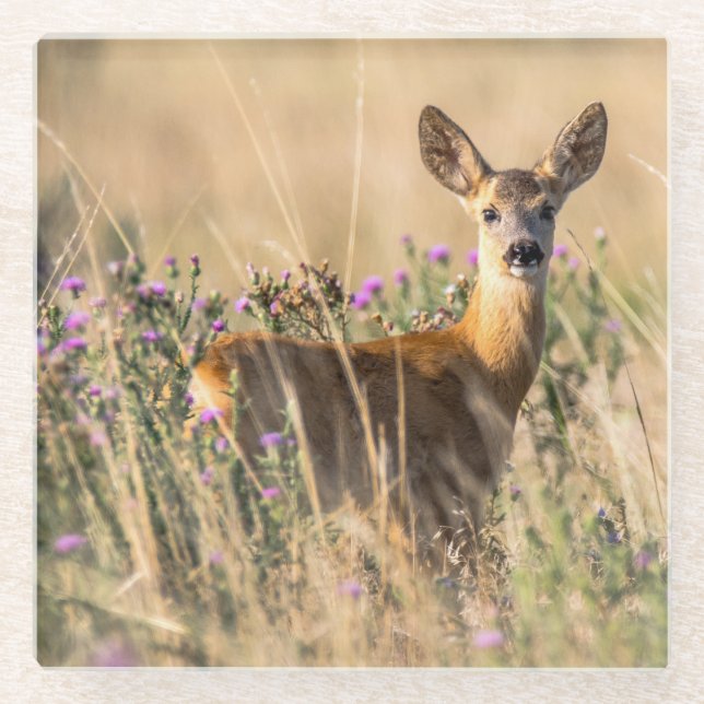 Young Roe Deer in Meadow Glass Coaster (Front)