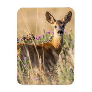 Young Roe Deer in Meadow Magnet