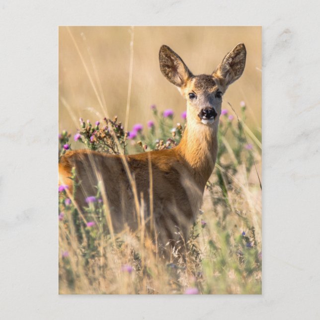 Young Roe Deer in Meadow Postcard (Front)