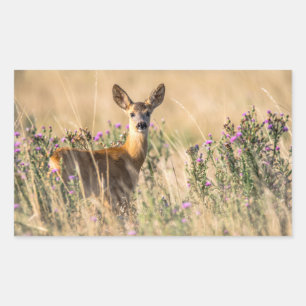 Young Roe Deer in Meadow Rectangular Sticker
