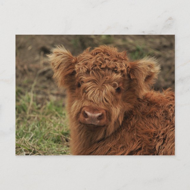 Young Scottish Highlander Postcard (Front)
