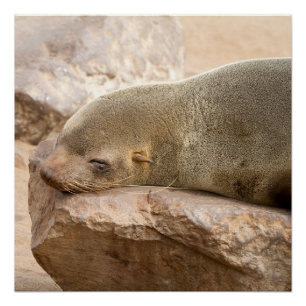 Young sea lion poster