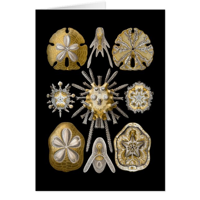 Young Sea Urchins (Front)