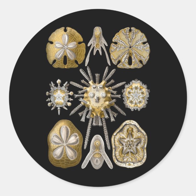 Young Sea Urchins Classic Round Sticker (Front)