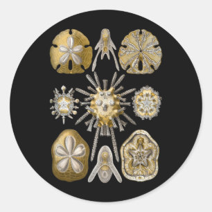 Young Sea Urchins Classic Round Sticker