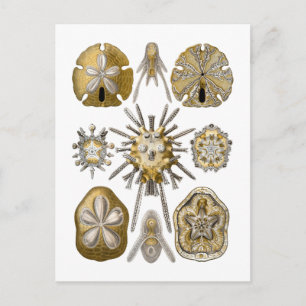 Young Sea Urchins Postcard