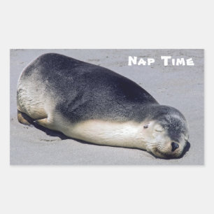 Young seal sleeping on a beach - Australia