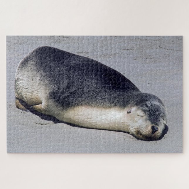 Young seal sleeping on a beach - Australia Jigsaw Puzzle (Horizontal)
