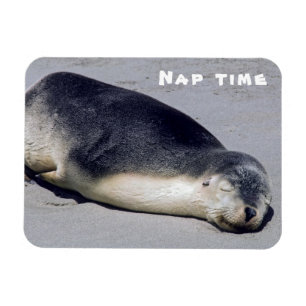 Young seal sleeping on a beach - Australia Magnet