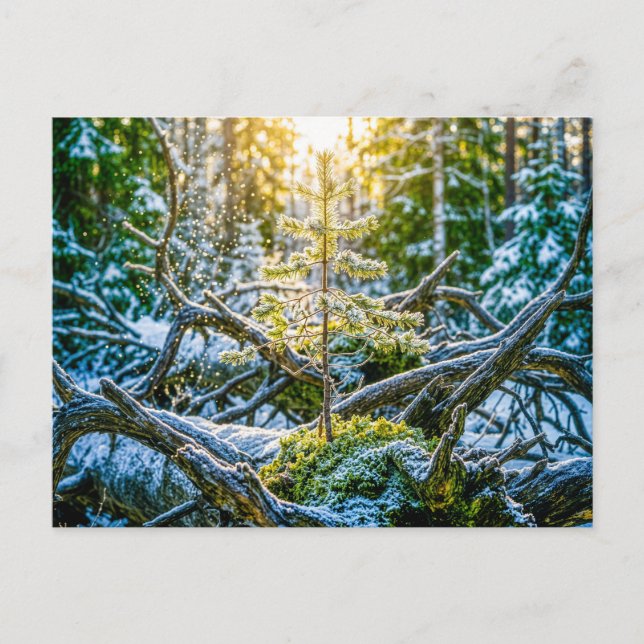Young spruce growing on old roots postcard (Front)