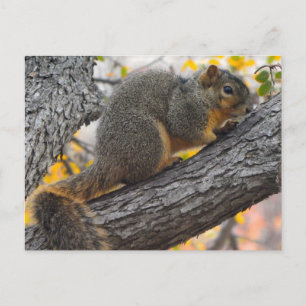 Young Squirrel in Tree Postcard