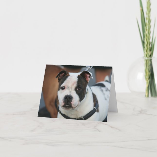 Young Staffordshire Bull Terrier Note Card (Front)