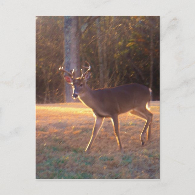 Young Stag Deer in the Sun Light Postcard (Front)