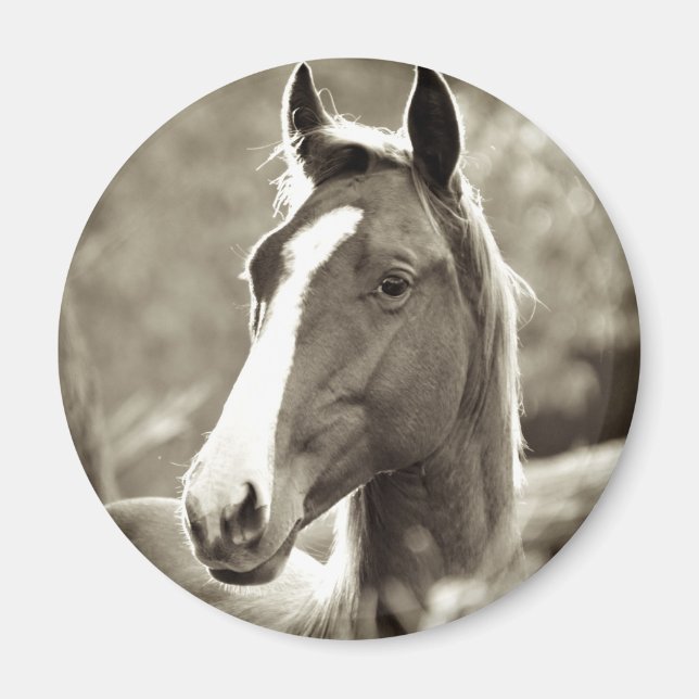 Young Stallion Magnet (Front)