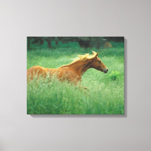 Young Stallion Runs Through Meadow Canvas Print (Front)