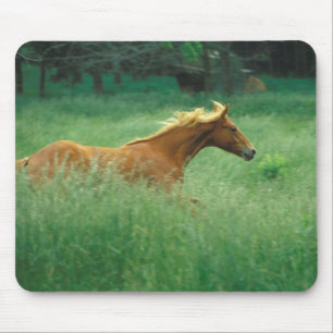 Young Stallion Runs Through Meadow Mouse Pad