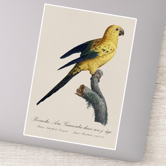 Young Sun Parakeet or Conure Aratinga solstitialis (Guarouba dans sons jeune age / Sun parakeet. Sticker)