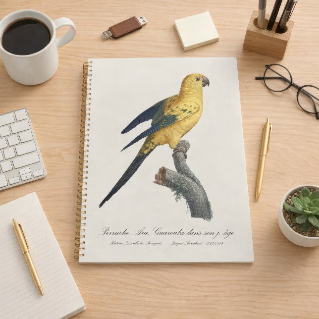 Young Sun Parakeet or Conure Aratinga solstitialis Planner (Guarouba dans sons jeune age / Sun parakeet. Planner)