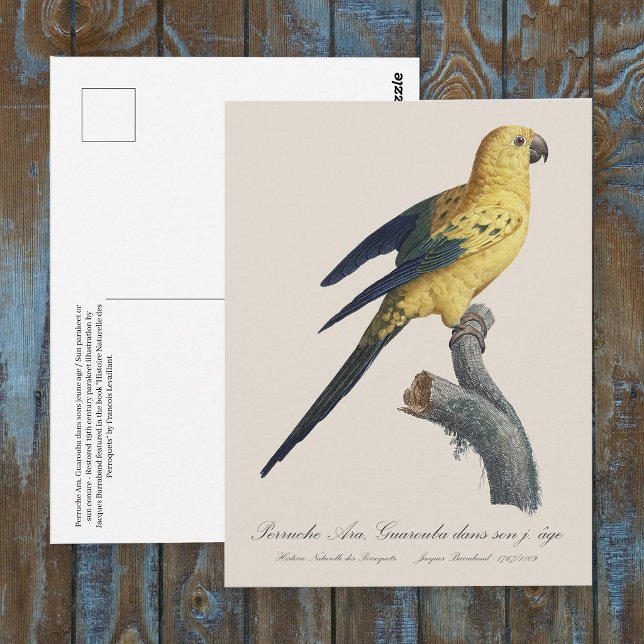 Young Sun Parakeet or Conure Aratinga solstitialis Postcard (Guarouba dans sons jeune age / Sun parakeet. Postcard)