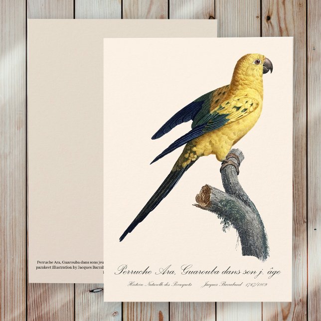 Young Sun Parakeet or Conure Aratinga solstitialis Thank You Card (Guarouba dans sons jeune age / Sun parakeet. Thank You Card)