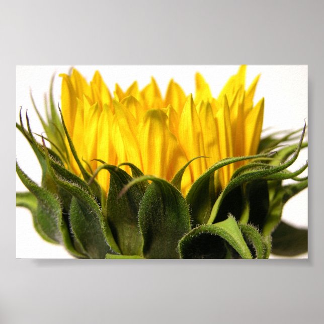 Young Sunflower Poster (Front)