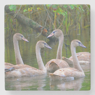 Young Swans Swimming Stone Coaster