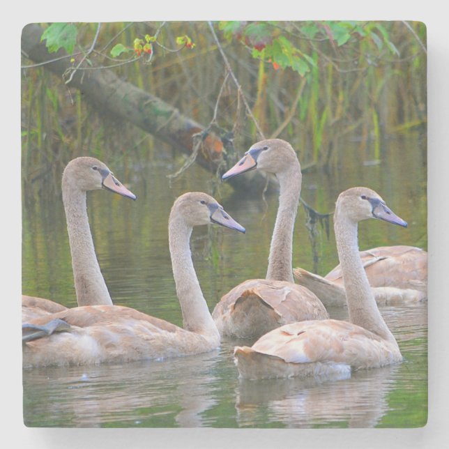 Young Swans Swimming Stone Coaster (Front)