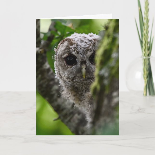 Young tawny owl card (Front)