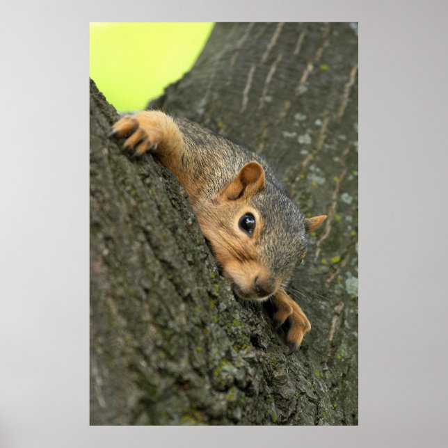 Young Tree Squirrel Resting Poster (Front)