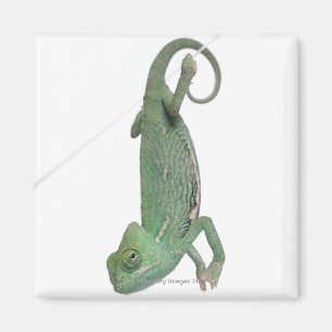 Young veiled chameleon, Chamaeleo calyptratus Magnet