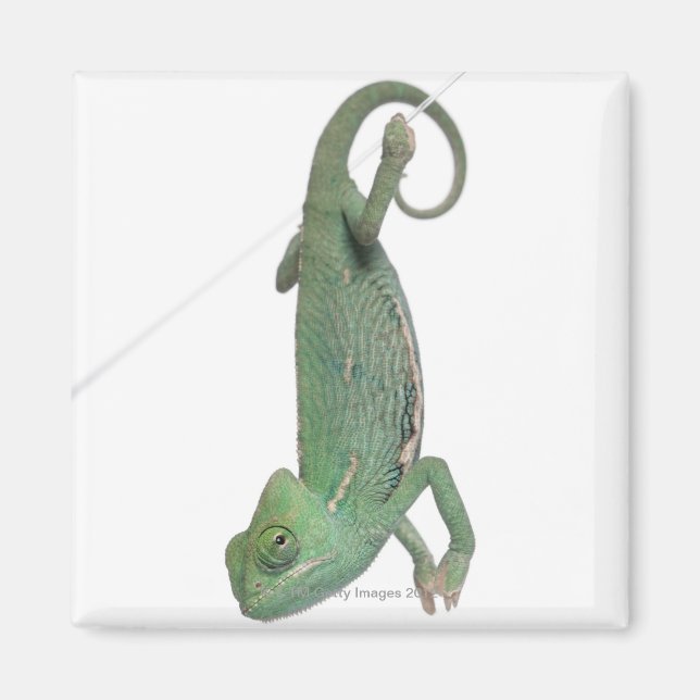 Young veiled chameleon, Chamaeleo calyptratus Magnet (Front)