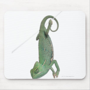 Young veiled chameleon, Chamaeleo calyptratus Mouse Pad