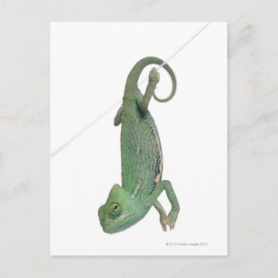 Young veiled chameleon, Chamaeleo calyptratus Postcard