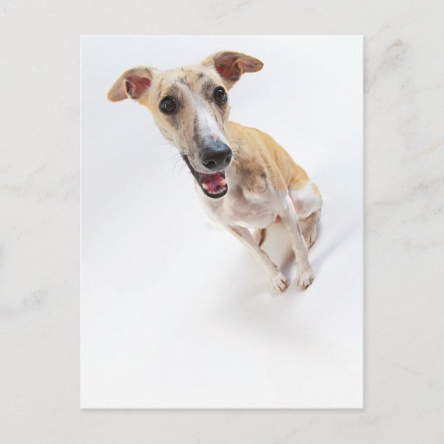 Young whippet postcard (Front)
