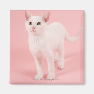 Young white cat 2 magnet