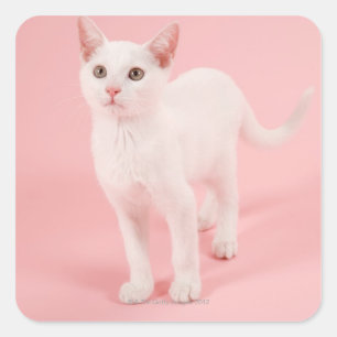 Young white cat 2 square sticker