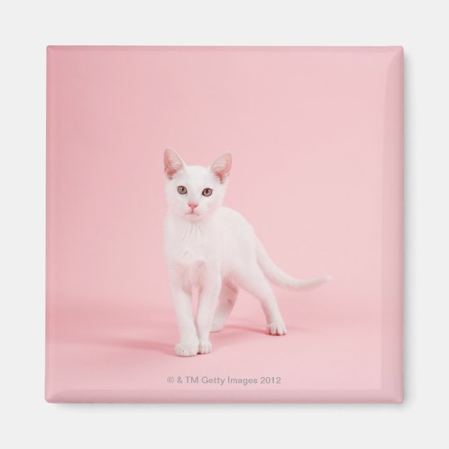 Young white cat magnet (Front)